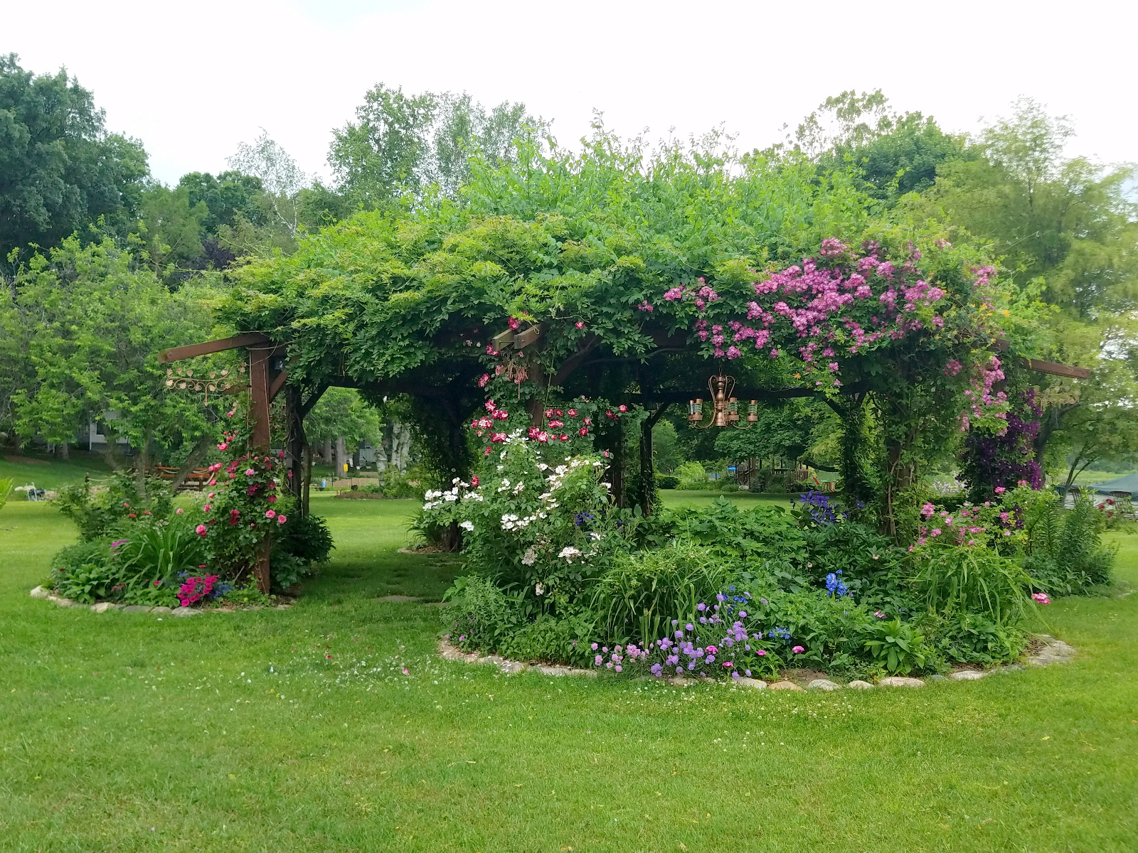 Climbing Roses with yellow John Clayton Honeysuckle and Clematis on posts and canopy with more Roses and Clematis, Butterfly Blue and Pink Mist Scabiosa, blue Delphinium, Petunia with blue Lobelia and end of Sweet William season